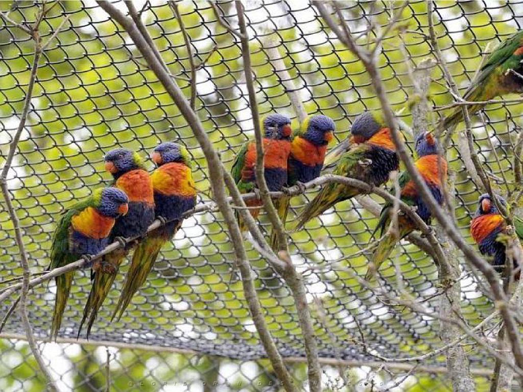 101PARC AUX OISEAUX DANS L AIN 2016 3_000009.jpg